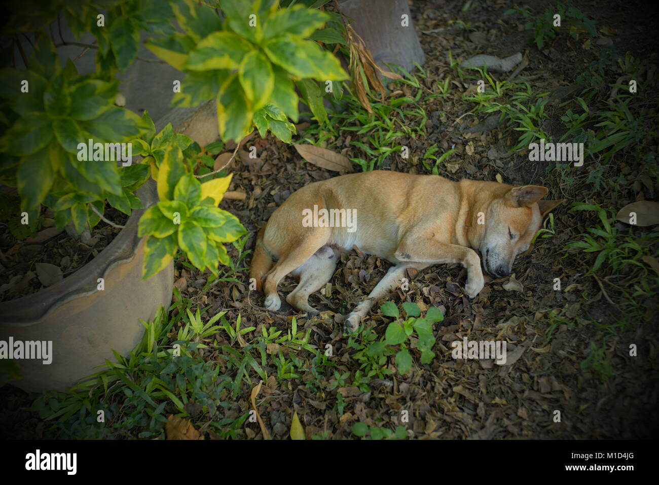 Un chien dormir dans un temple à Qiang Mai, Thaïlande. Banque D'Images