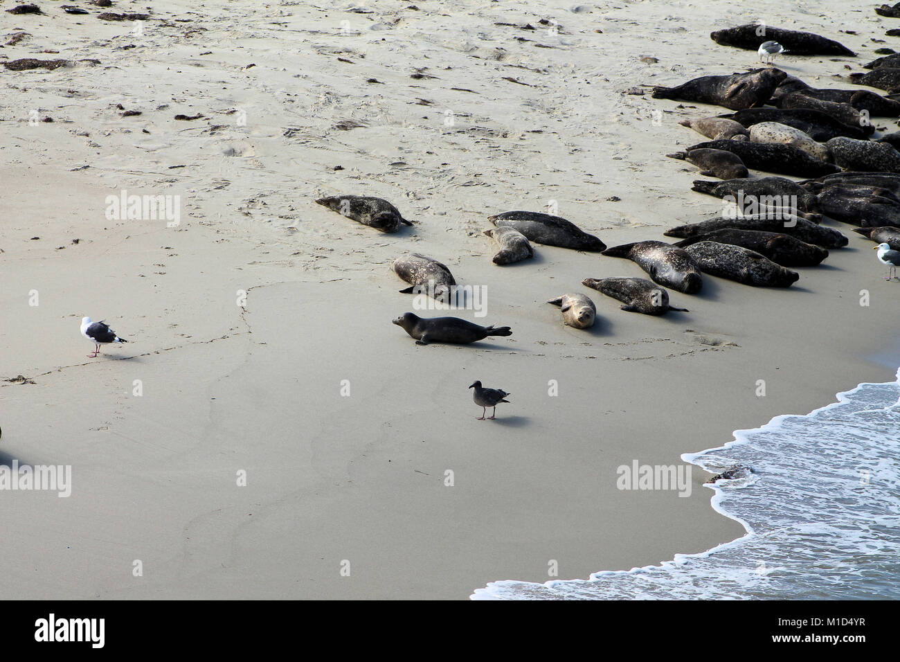 Vagues mer océan plage joint ferme moulin oiseaux mouette pelican San Diego Banque D'Images