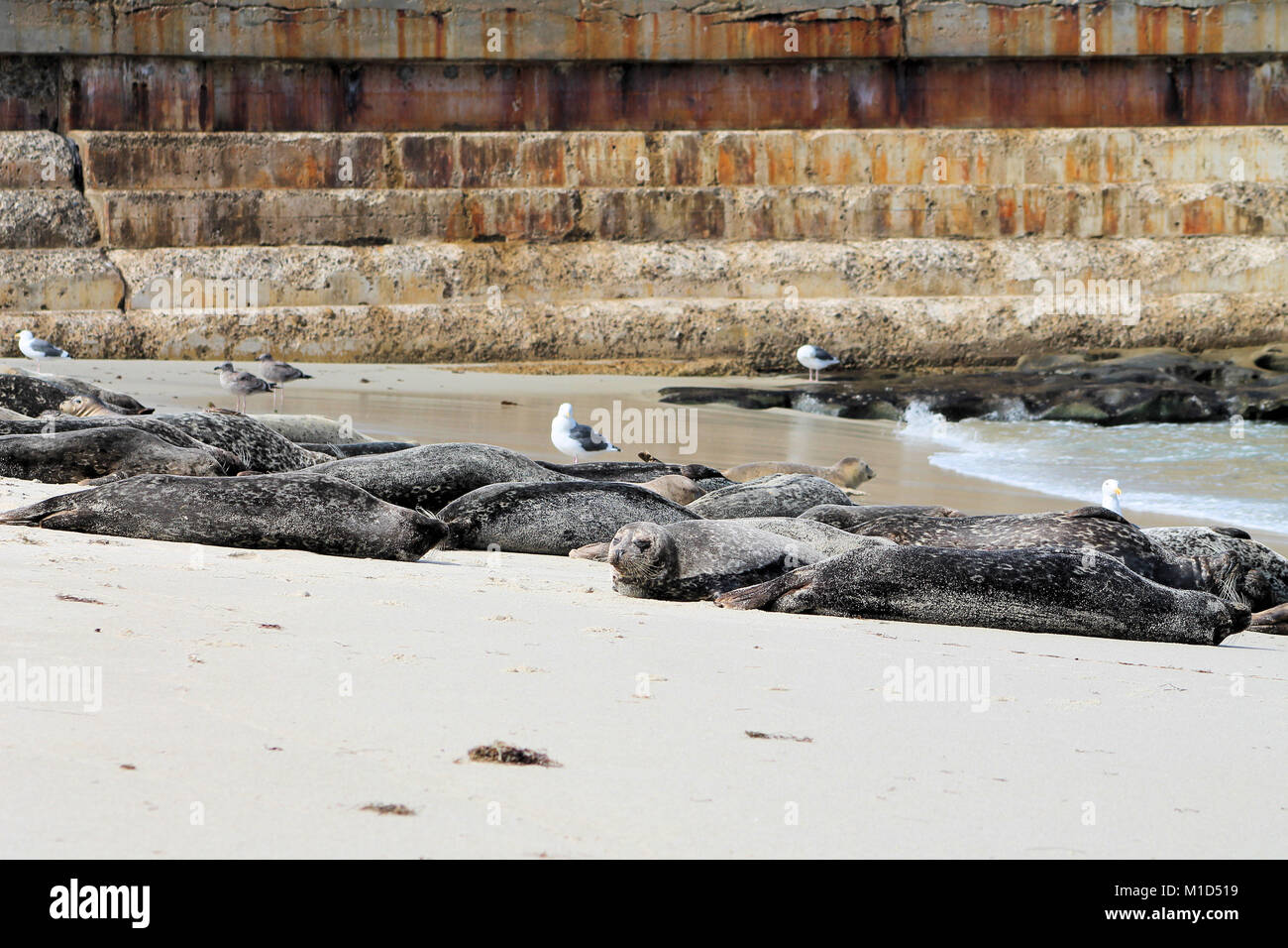 Vagues mer océan plage joint ferme moulin oiseaux mouette pelican San Diego Banque D'Images