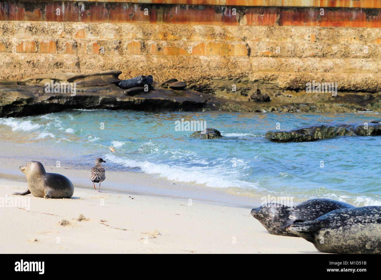 Vagues mer océan plage joint ferme moulin oiseaux mouette pelican San Diego Banque D'Images