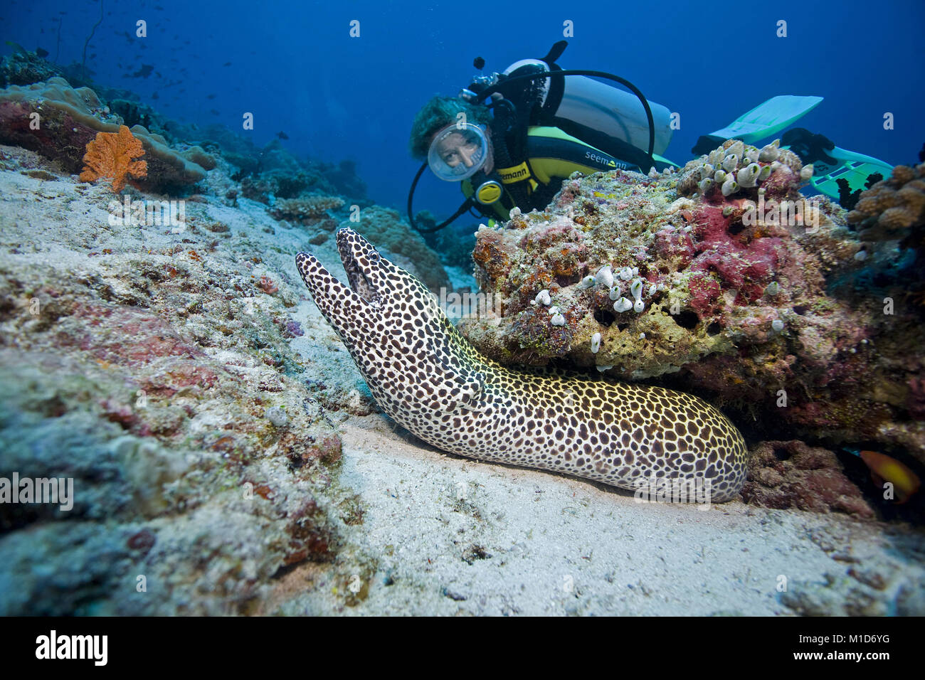 Scuba Diver découvre un nid d'Gymnothorax favagineus (moray), îles Maldives, océan Indien, Asie Banque D'Images
