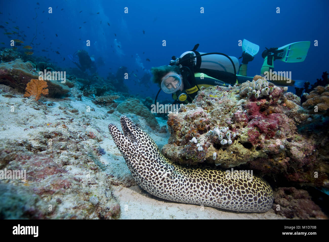 Scuba Diver découvre un nid d'Gymnothorax favagineus (moray), îles Maldives, océan Indien, Asie Banque D'Images