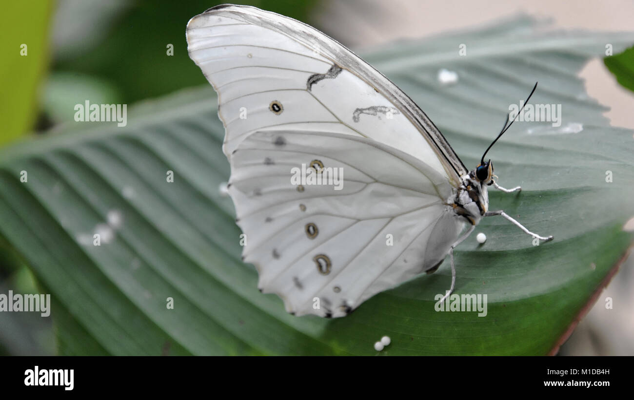 Papillon blanc assis sur une feuille verte près de l'oeufs Banque D'Images