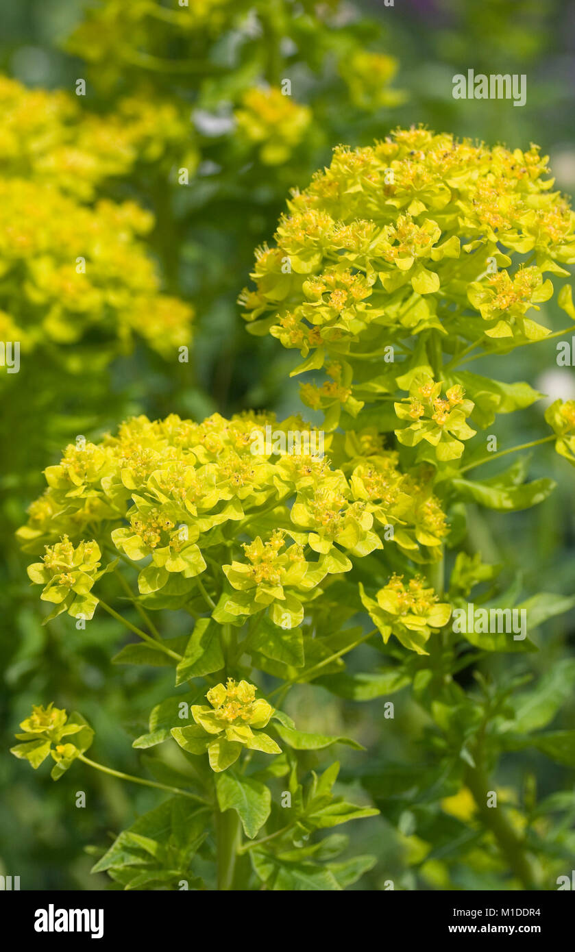 Euphorbia palustris fleurs dans le jardin. Banque D'Images