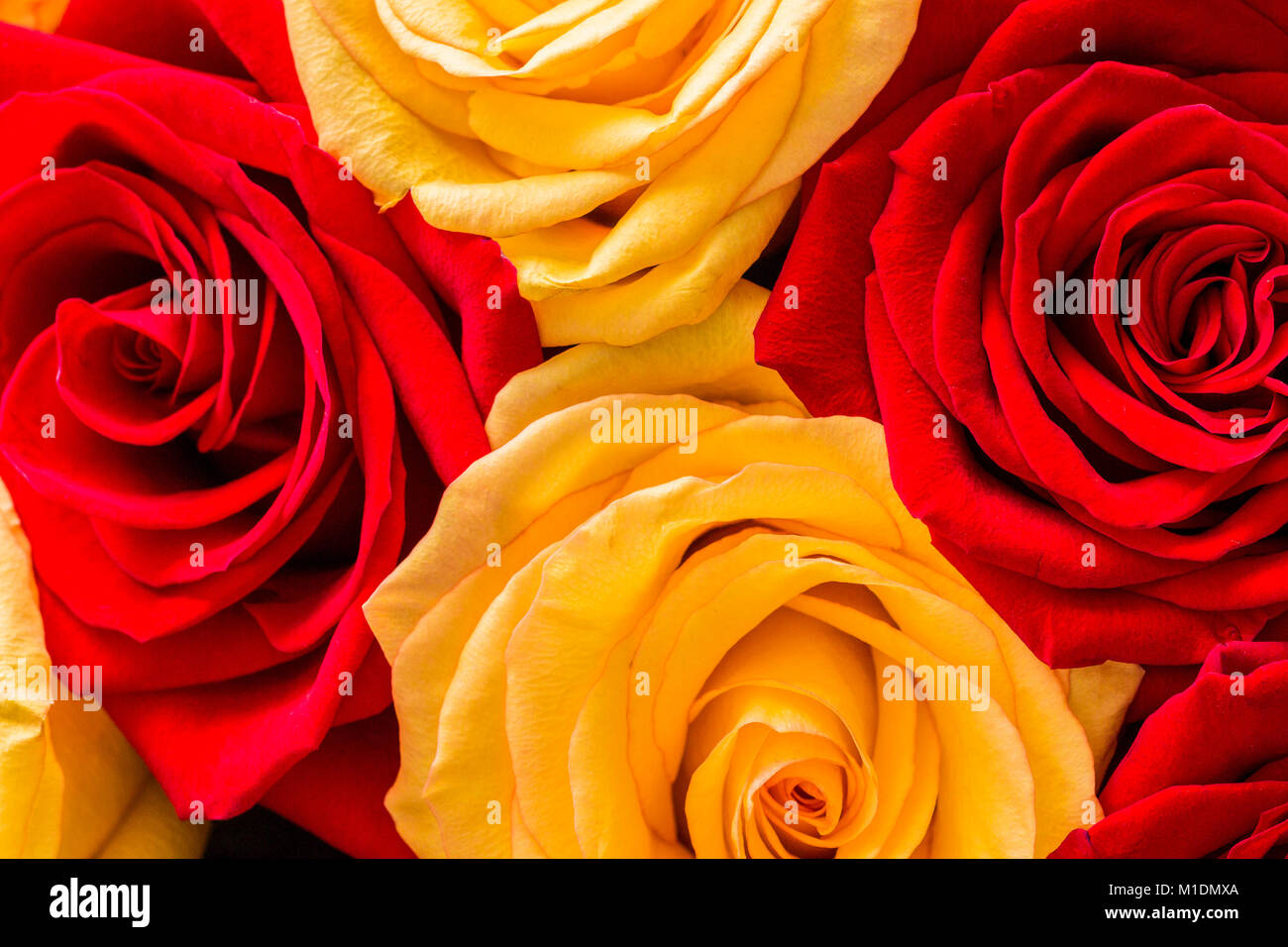 Partie d'un bouquet de roses rouges et jaunes en full frame close-up Photo  Stock - Alamy