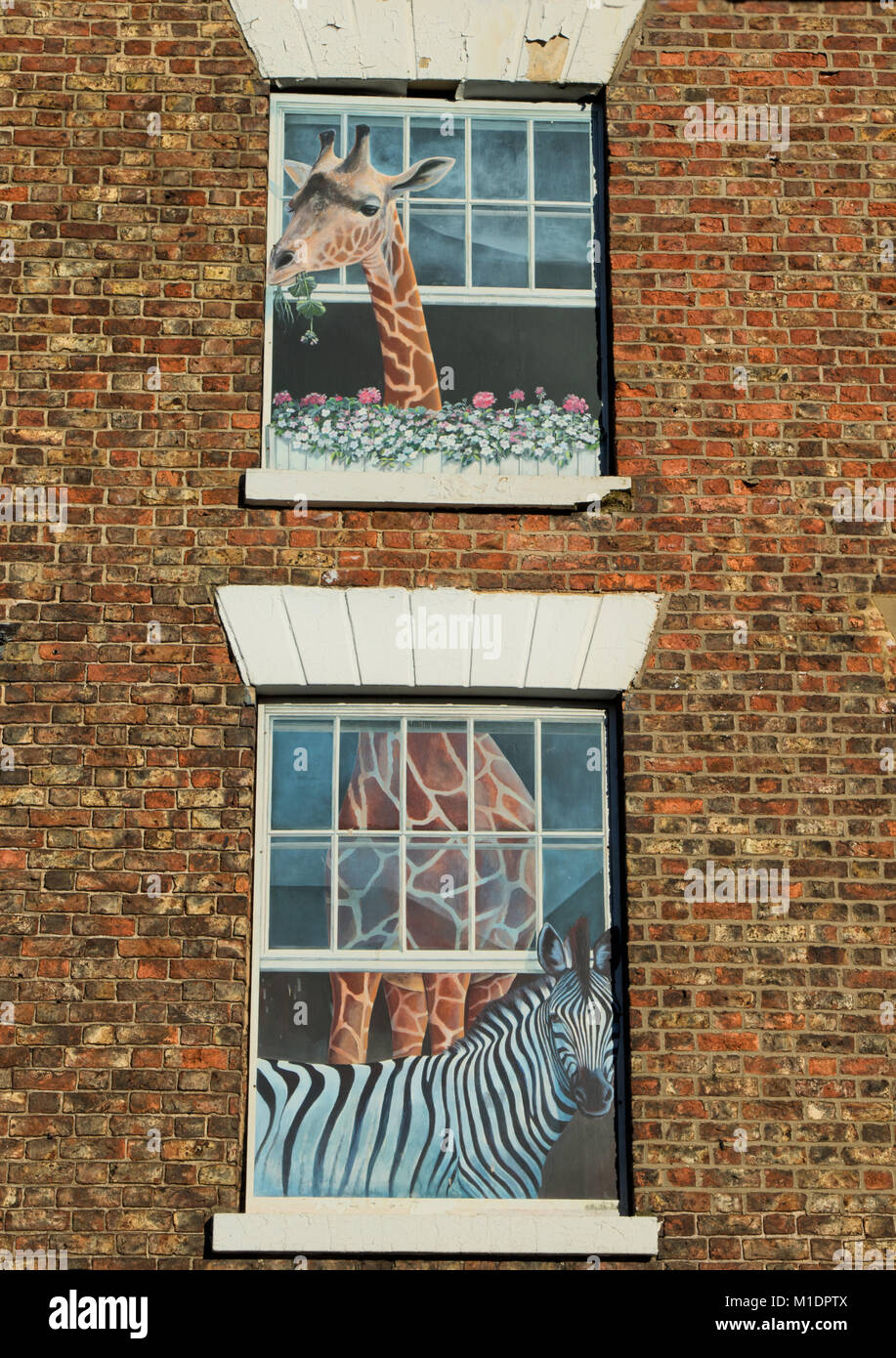 Des peintures murales en trompe-l'œil sur un bâtiment résidentiel aux zèbres et girafes amants décorant les fenêtres, Knaresborough, Angleterre, Royaume-Uni. Banque D'Images