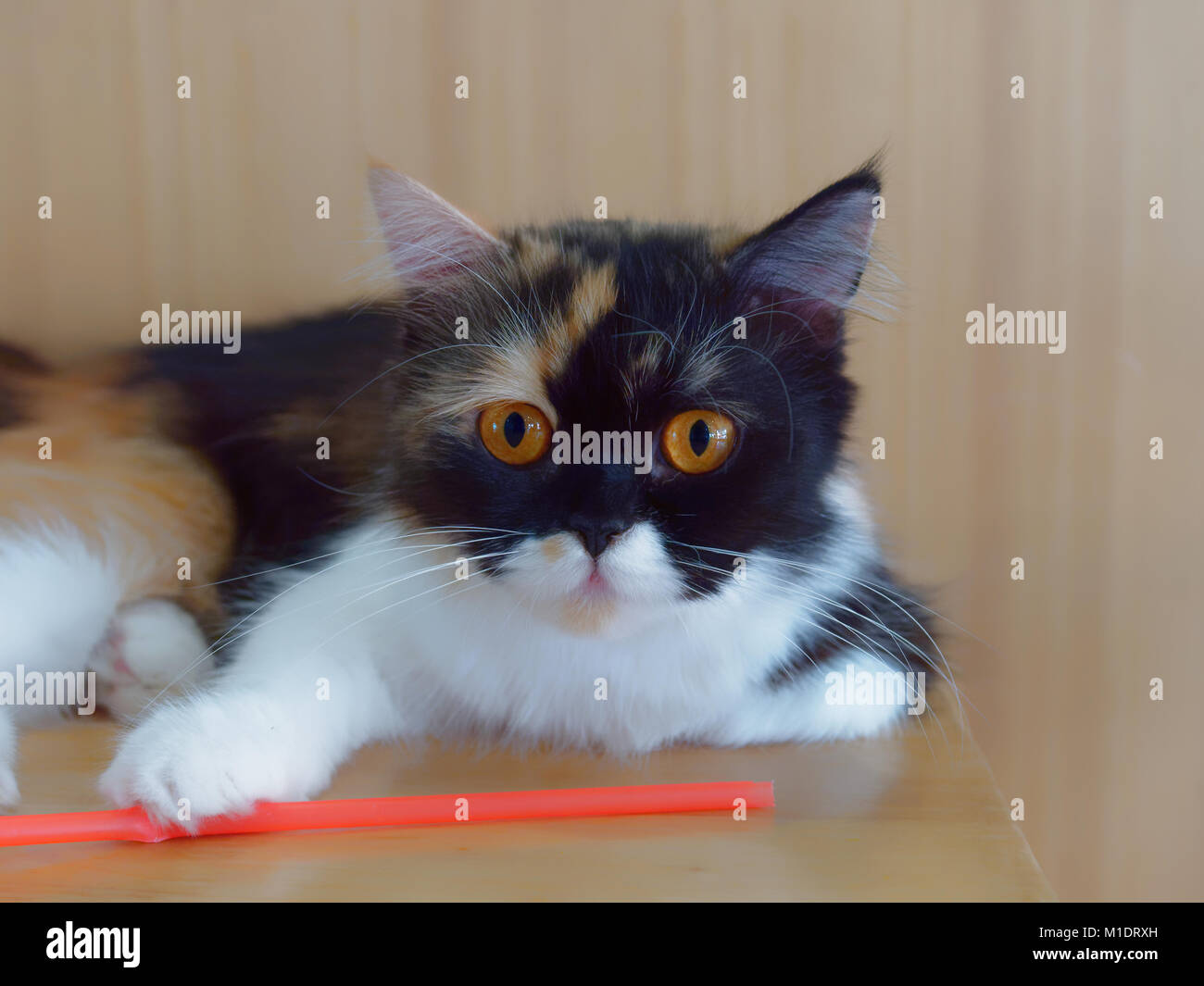 Chat blanc et brun avec marquage sur le nez et la bouche en appui sur table en bois avec fond de bois Banque D'Images