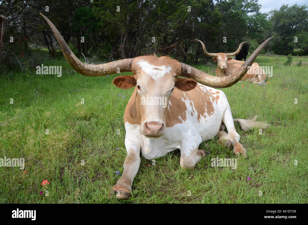 Deux vaches texan longhorn texas se situent dans un champ couvert de fleurs sauvages Banque D'Images