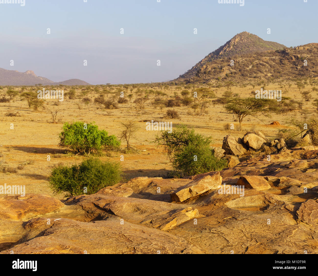 Paysage de savane au cours d'une sécheresse à Samburu National Reserve (2017) Banque D'Images