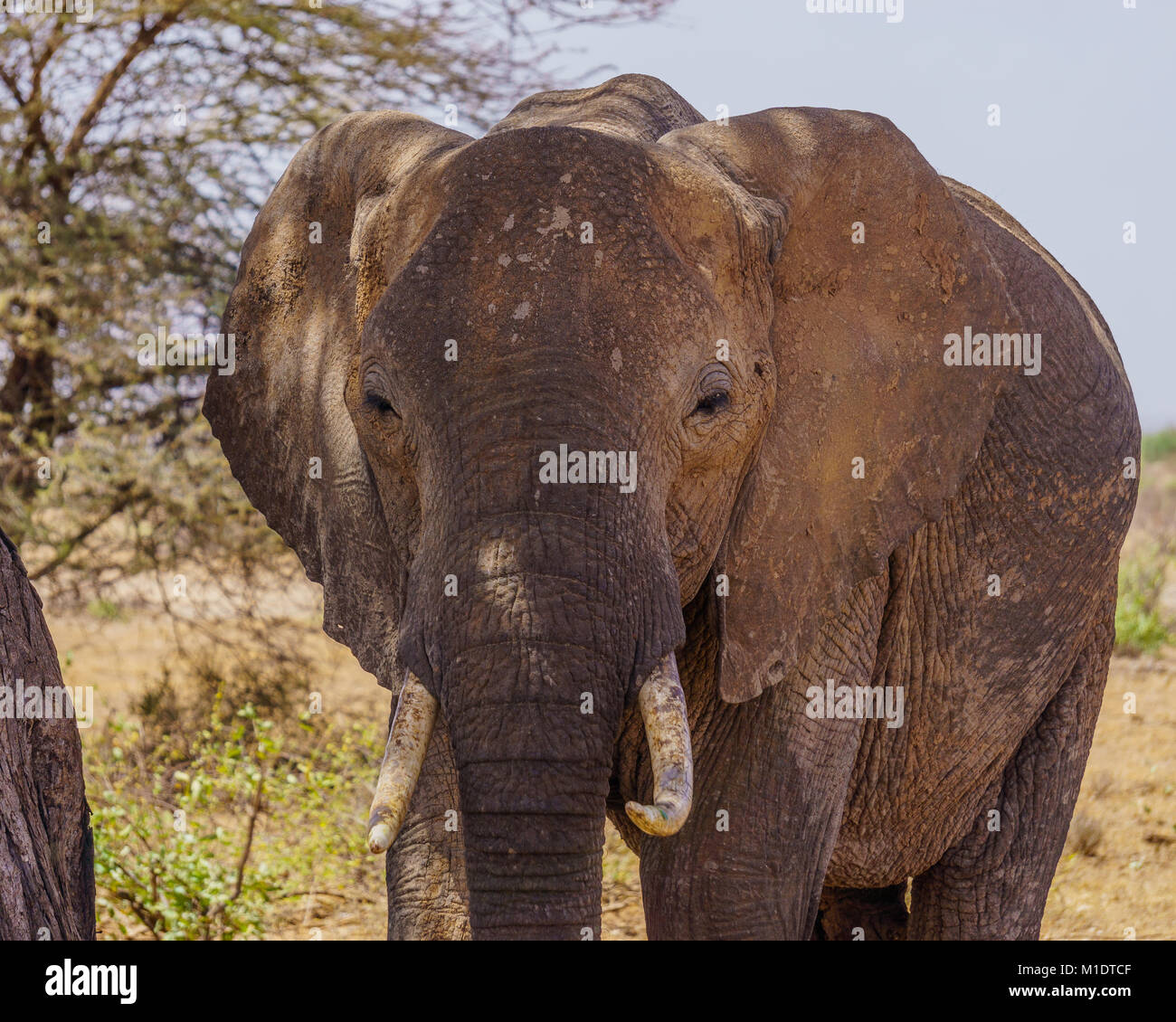 African elephant à Samburu / Buffalo Springs national se réserve Banque D'Images