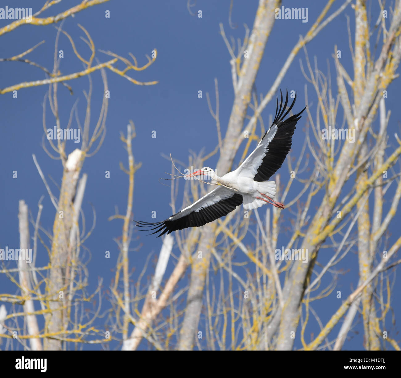 Cigogne en commun vol transportant du matériel pour le nid Banque D'Images