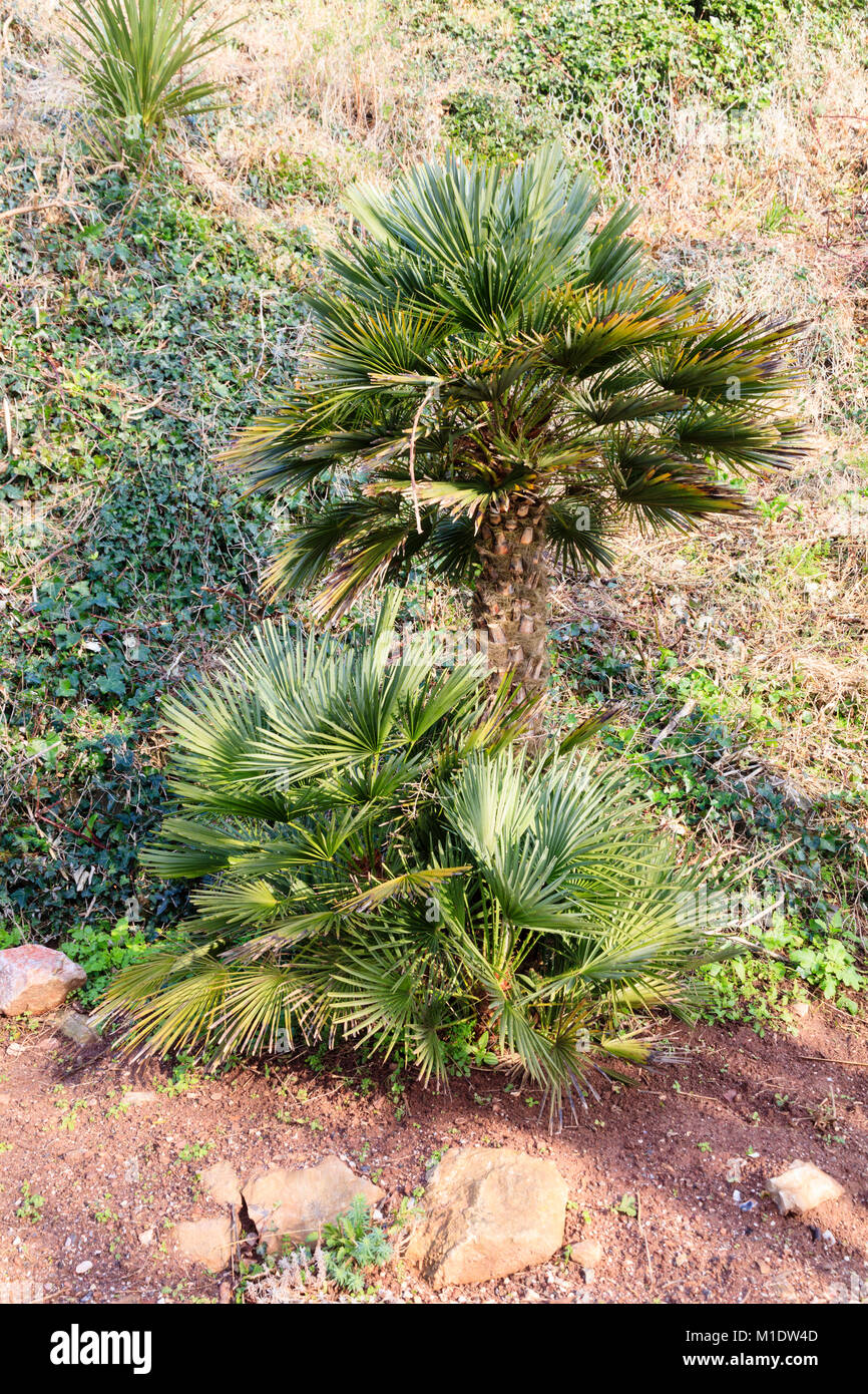 Tige Multi European fan palm, Chamaerops humilis, dans le Royal Terrace Gardens, Torquay Banque D'Images