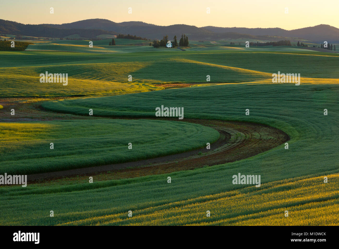 Les champs verts de la Palouse au printemps. Washington, États-Unis Banque D'Images