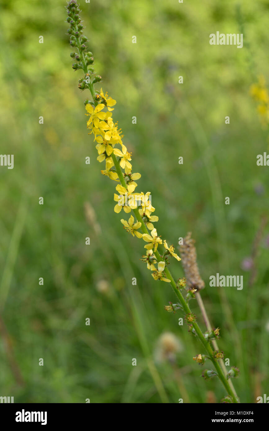 Aigremoine, Agrimonia eupatoria Banque D'Images