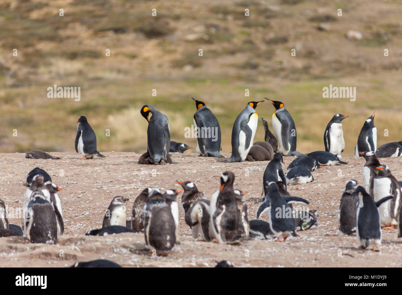 Colonie de pingouins, îles Falkland. Le Roi des pingouins et Manchots Banque D'Images