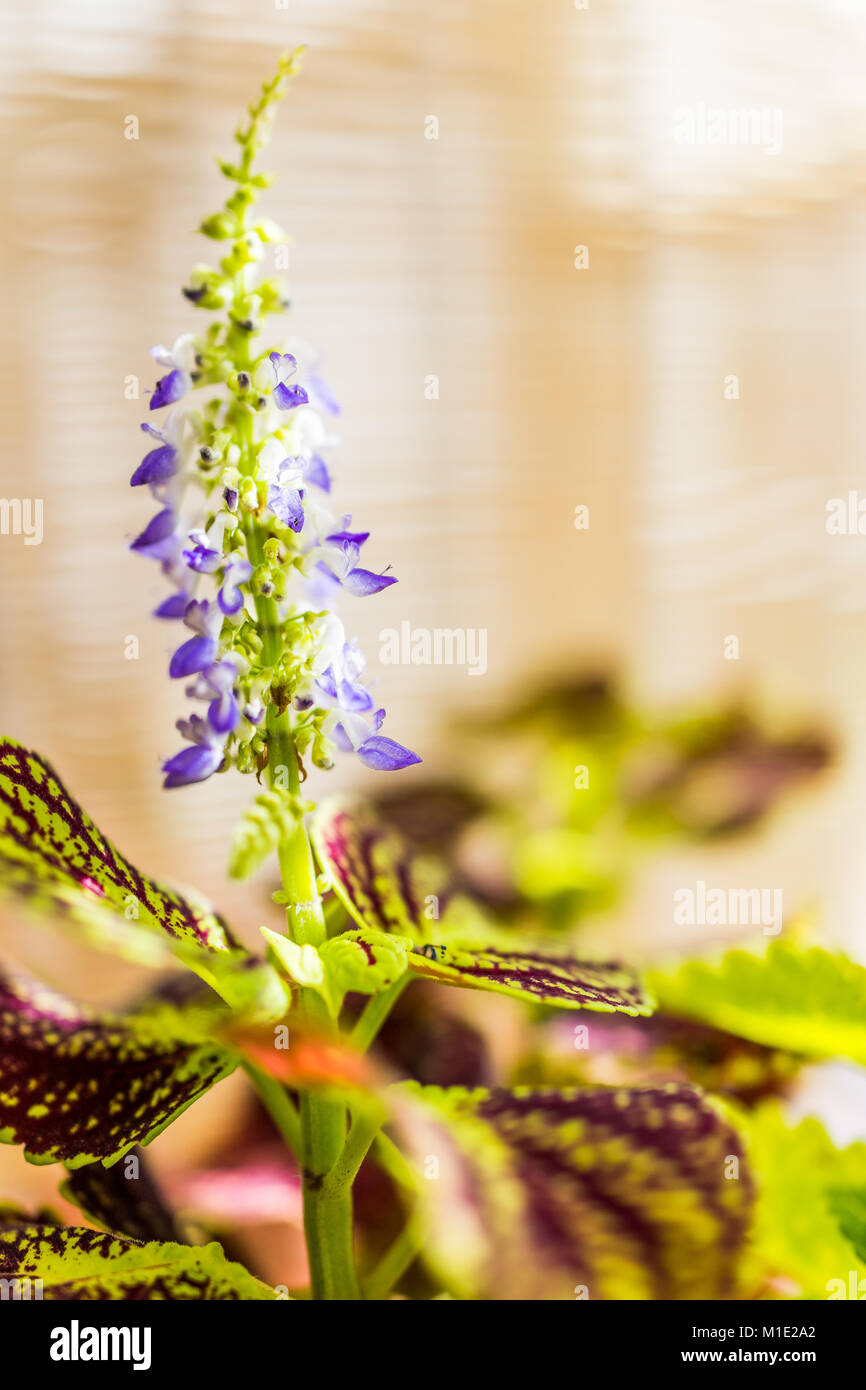 Libre de l'ikebana coleus plant dans un vase sur la table avec la lumière du soleil d'or, blue purple flower arrangement, l'arrière-plan tatami bambou Banque D'Images