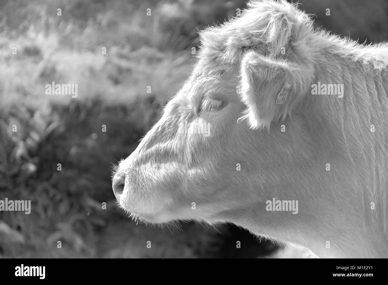 Bovins lait - Vache de couleur claire Banque D'Images