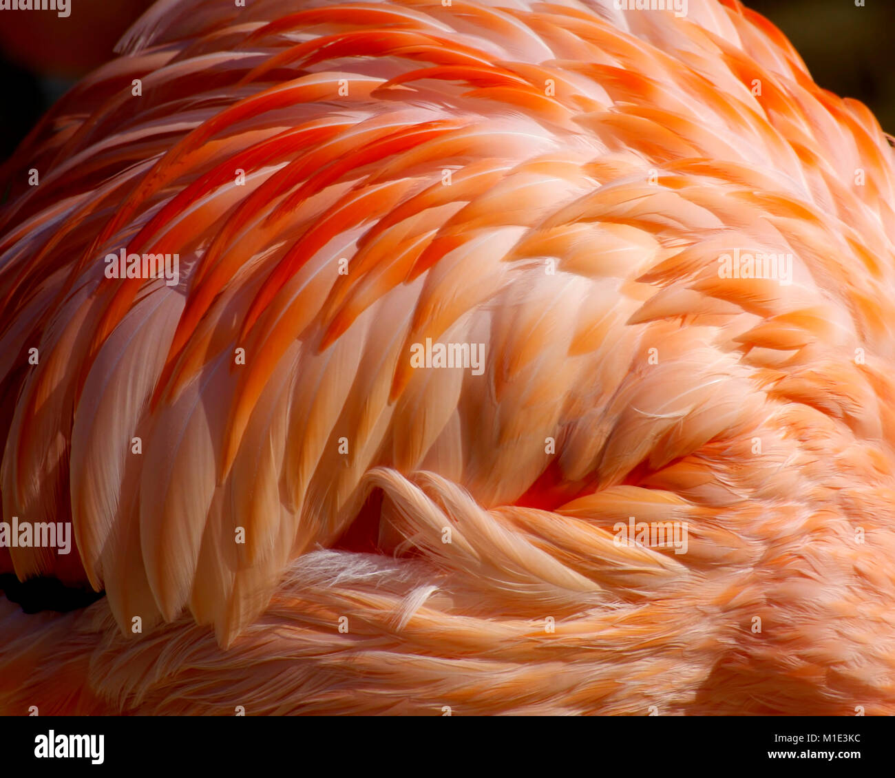 Close up de plumes flamant Banque D'Images