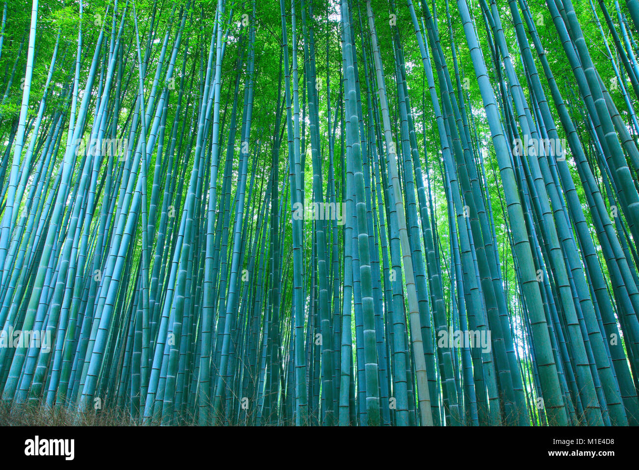 Forêt de bambou, Kyoto, Japon Banque D'Images