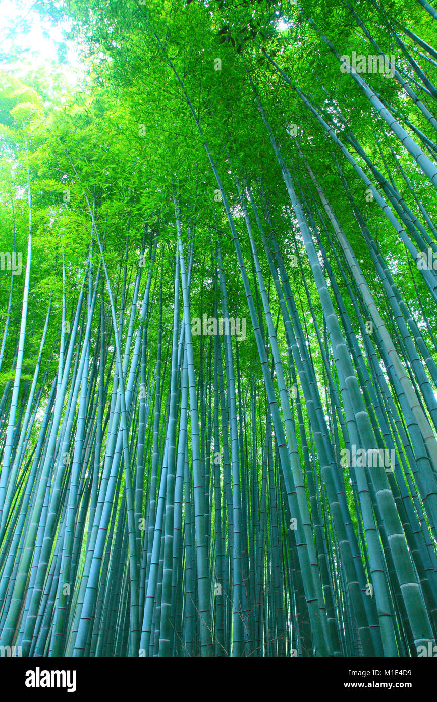Forêt de bambou, Kyoto, Japon Banque D'Images