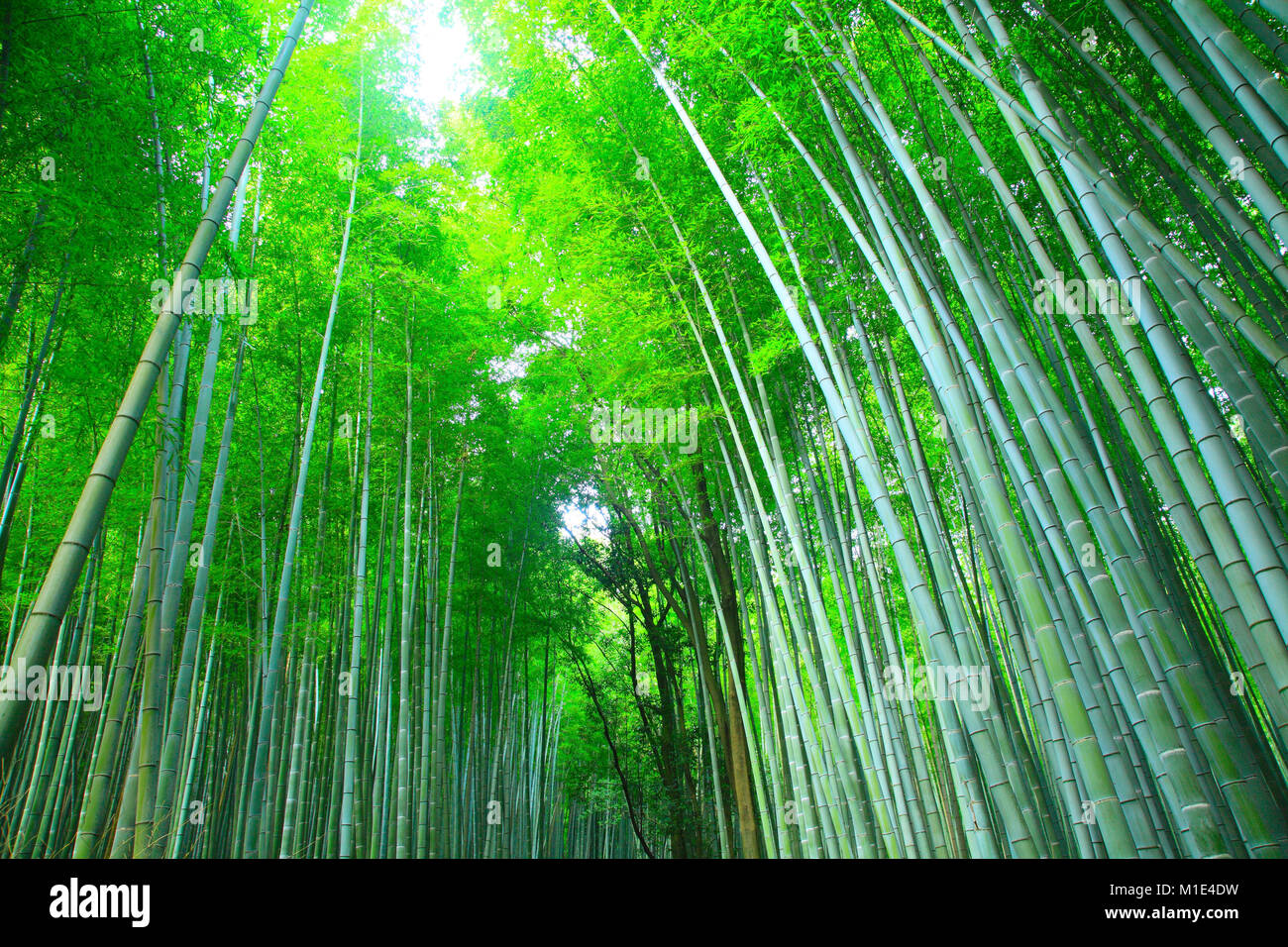 Forêt de bambou, Kyoto, Japon Banque D'Images