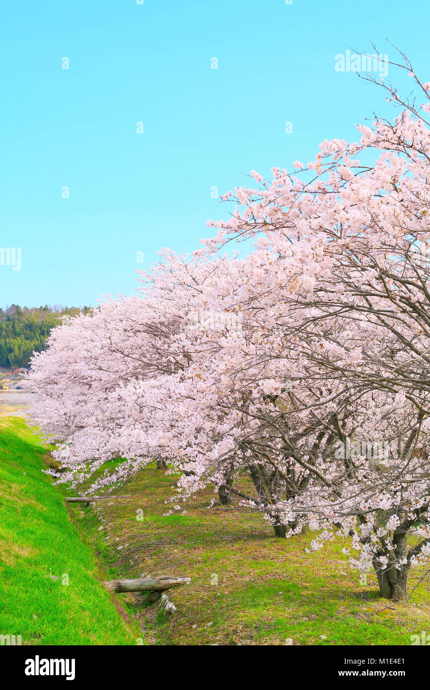 Les fleurs de cerisier en fleurs, Japon Banque D'Images