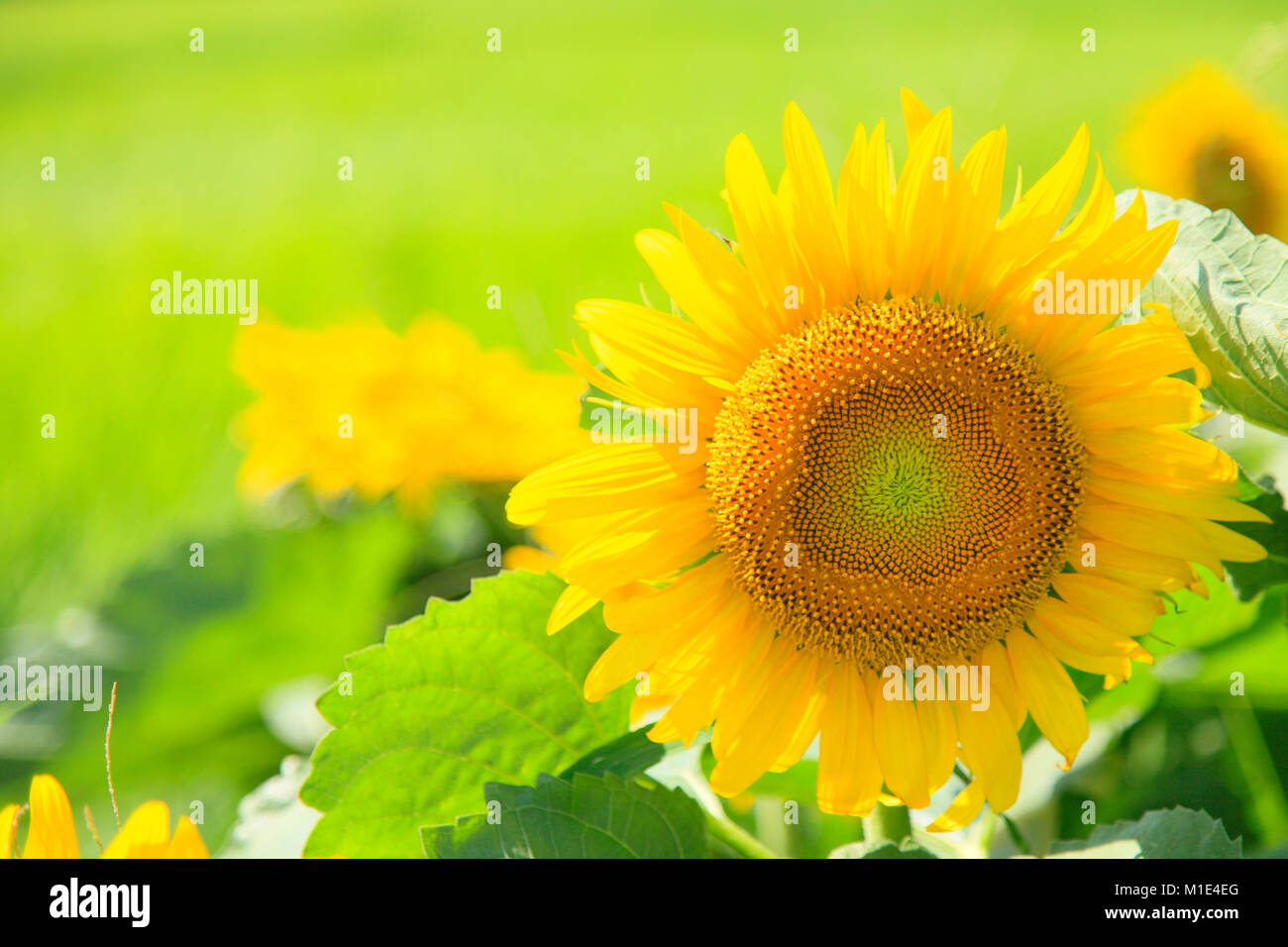 Champ de tournesol, Shizuoka Prefecture, Japan Banque D'Images