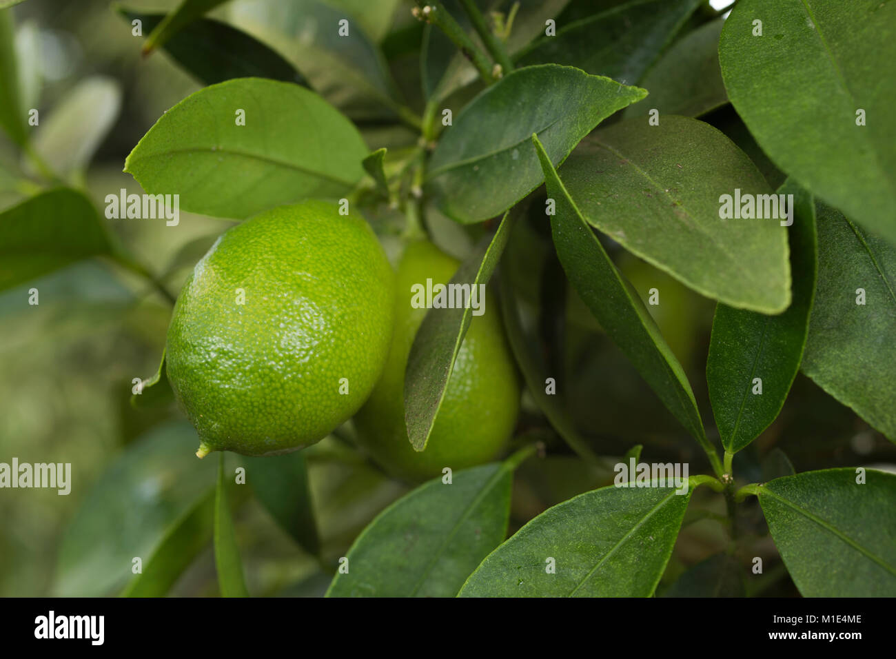 Citrus aurantifolia x fortunella 'Limequat' Banque D'Images
