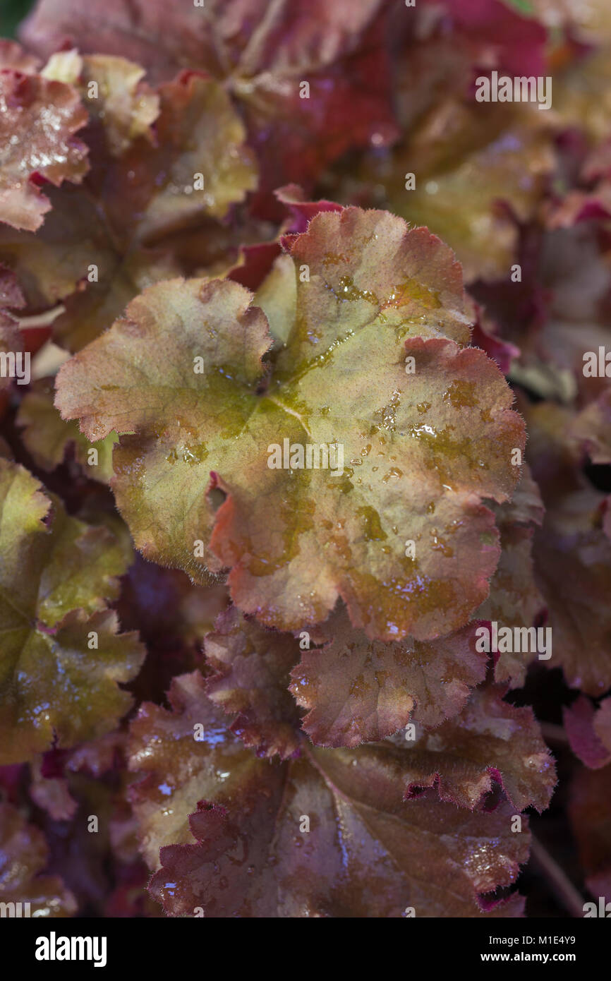 Heuchera 'Barely Boysenberry' Indian Summer Series Banque D'Images