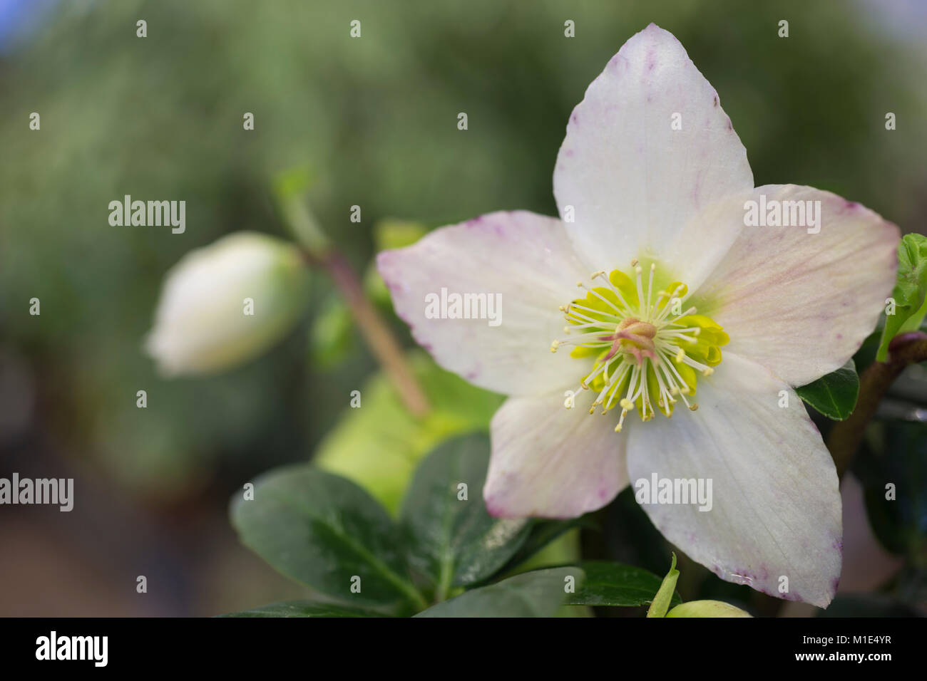 Helleborus niger 'Christmas Carol' Banque D'Images