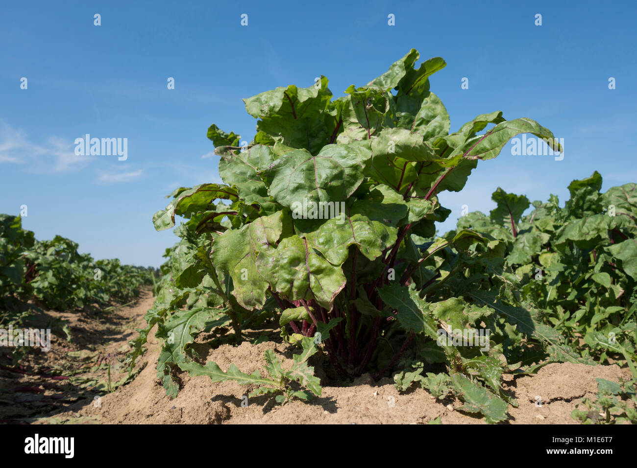 Sur un champ de betteraves Banque D'Images