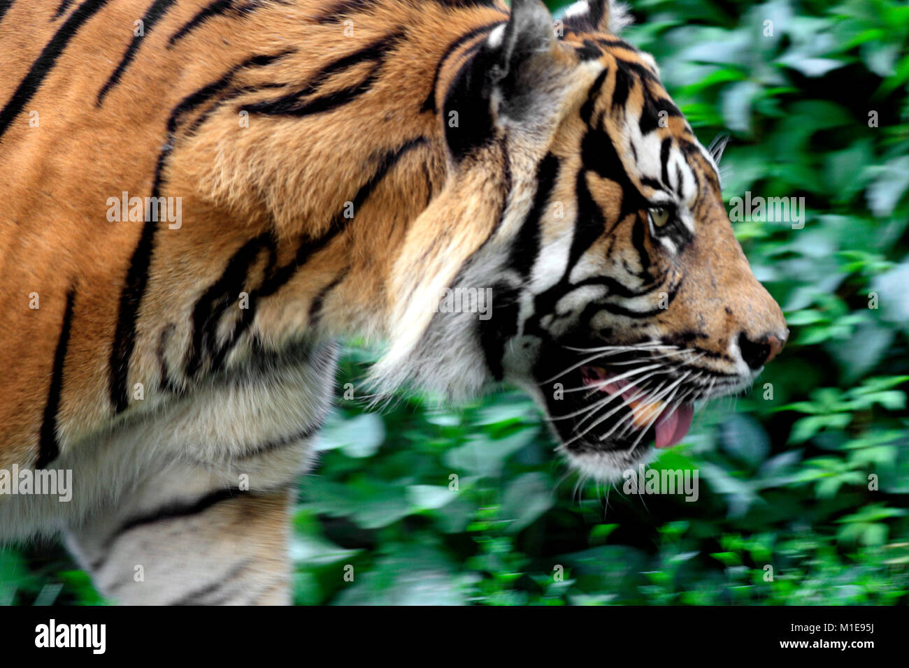 Seul le tigre dans le jardin zoologique Banque D'Images