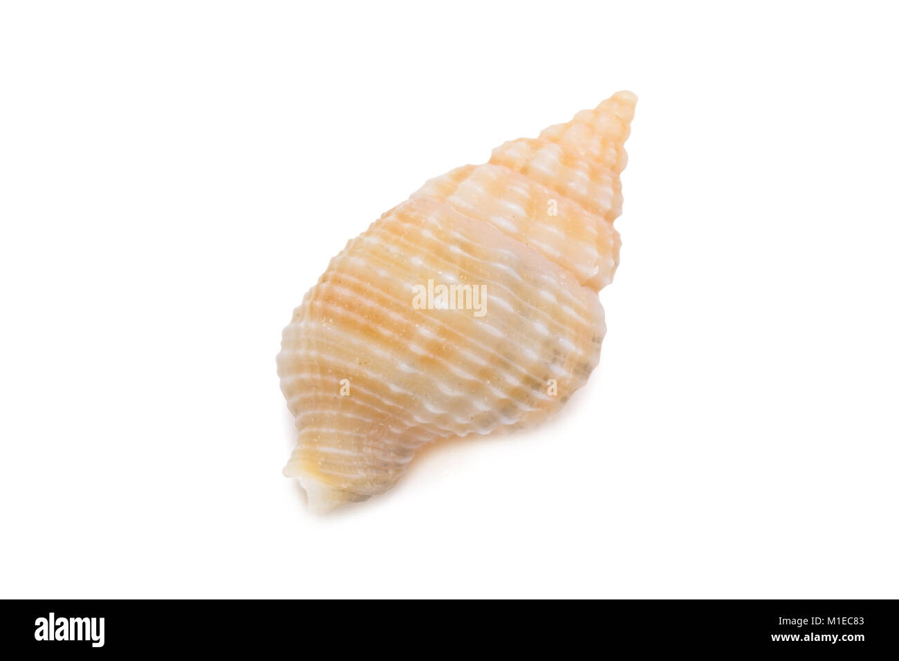 Coquilles de mer isolé sur fond blanc. Banque D'Images