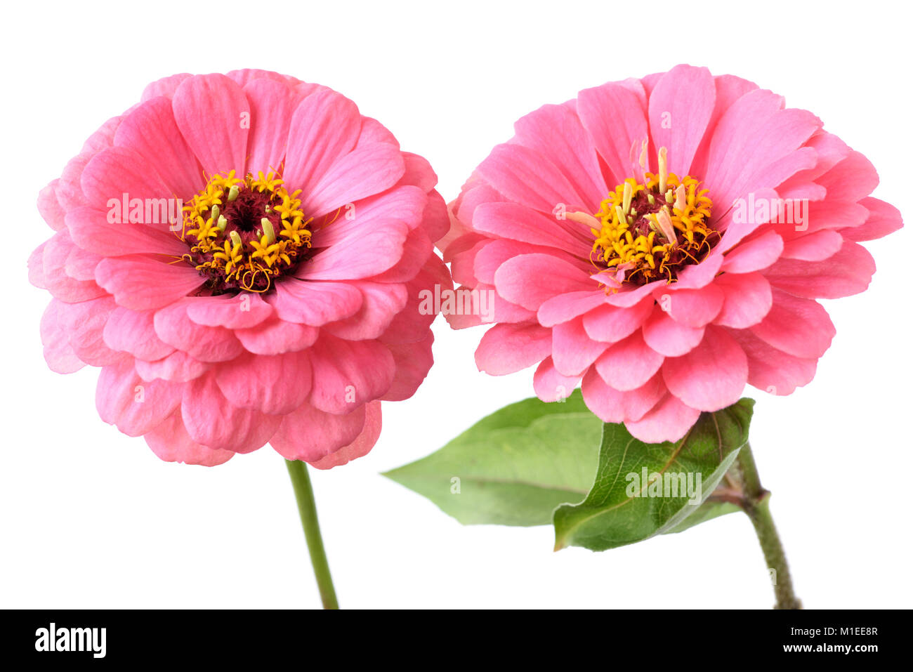 Zinnia elegans Banque D'Images