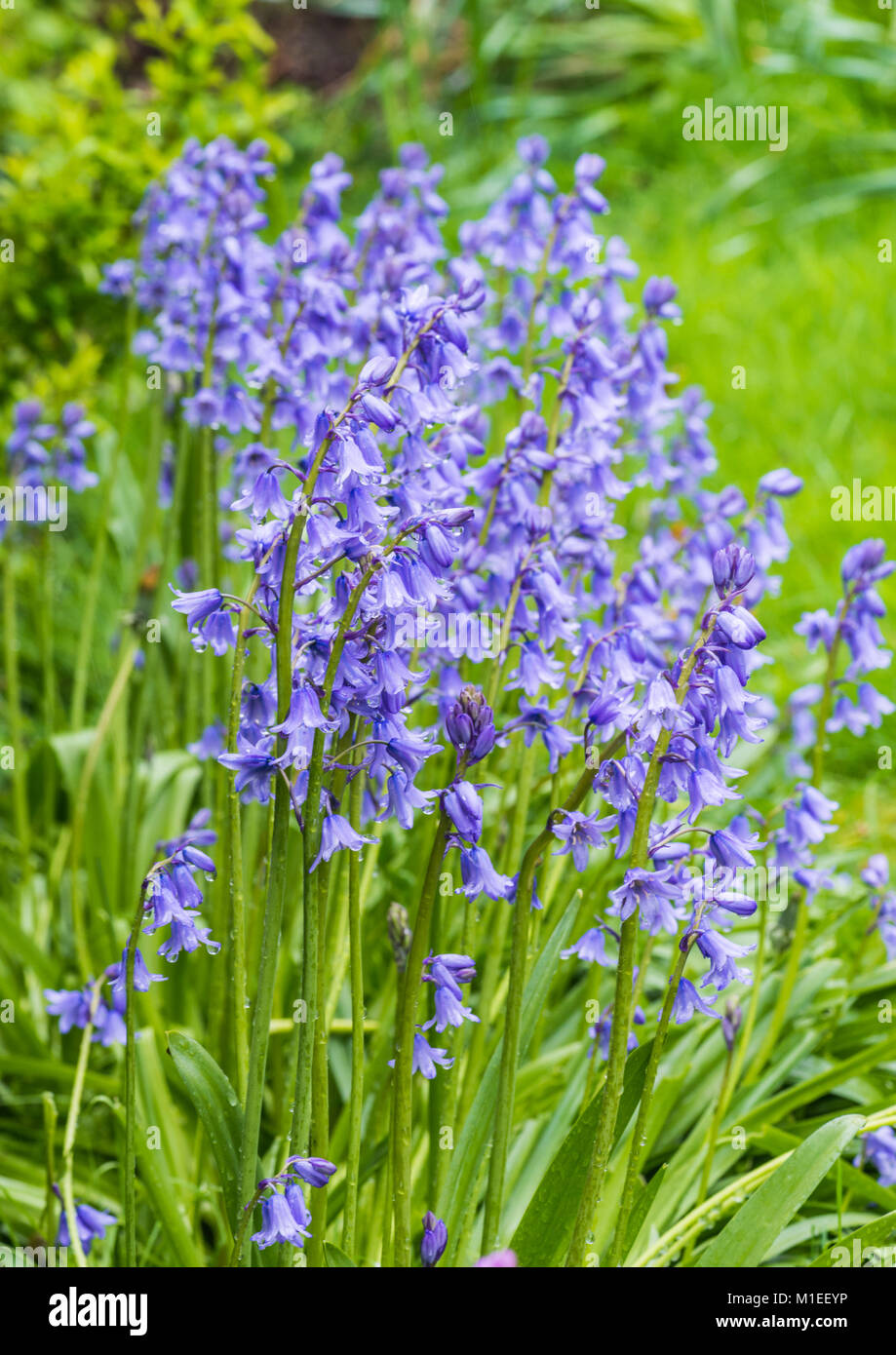 Un plan macro sur certaines fleurs Blue Bell. Banque D'Images