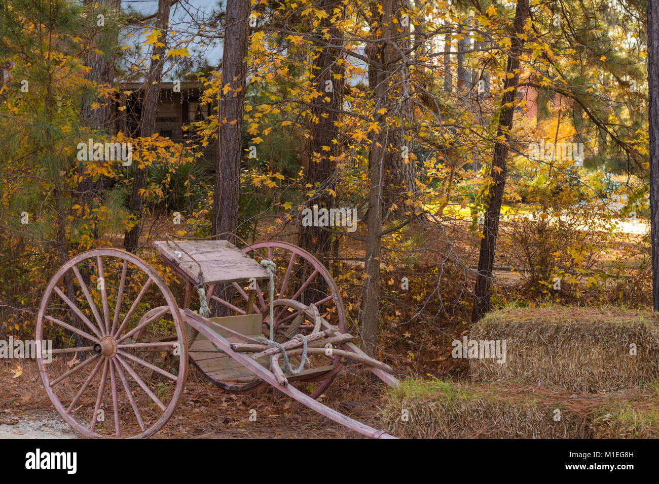 Cheval ancien panier en couleurs d'automne au Cape Fear Botanical Gardens Banque D'Images