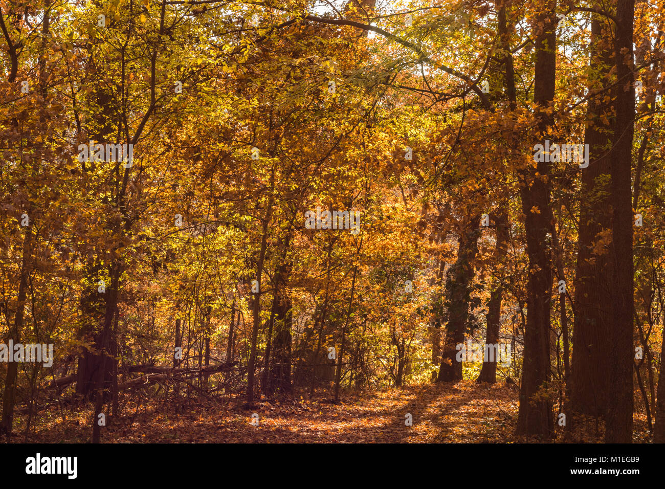 Couleurs d'automne dans la forêt de Cape Fear Botanical Garden Banque D'Images