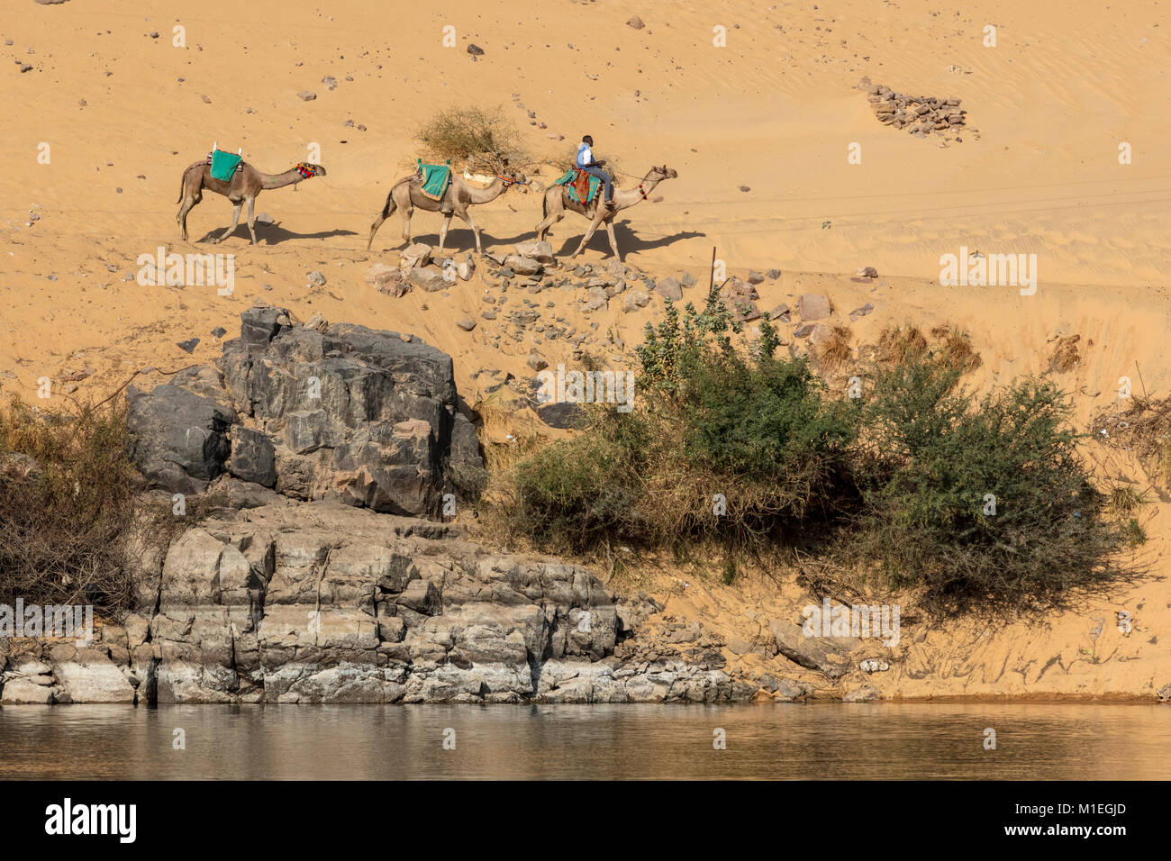 Nubian chamelier chameau conduit train le long trail au-dessus de la rivière du Nil près de la première cataracte et Aswan Banque D'Images