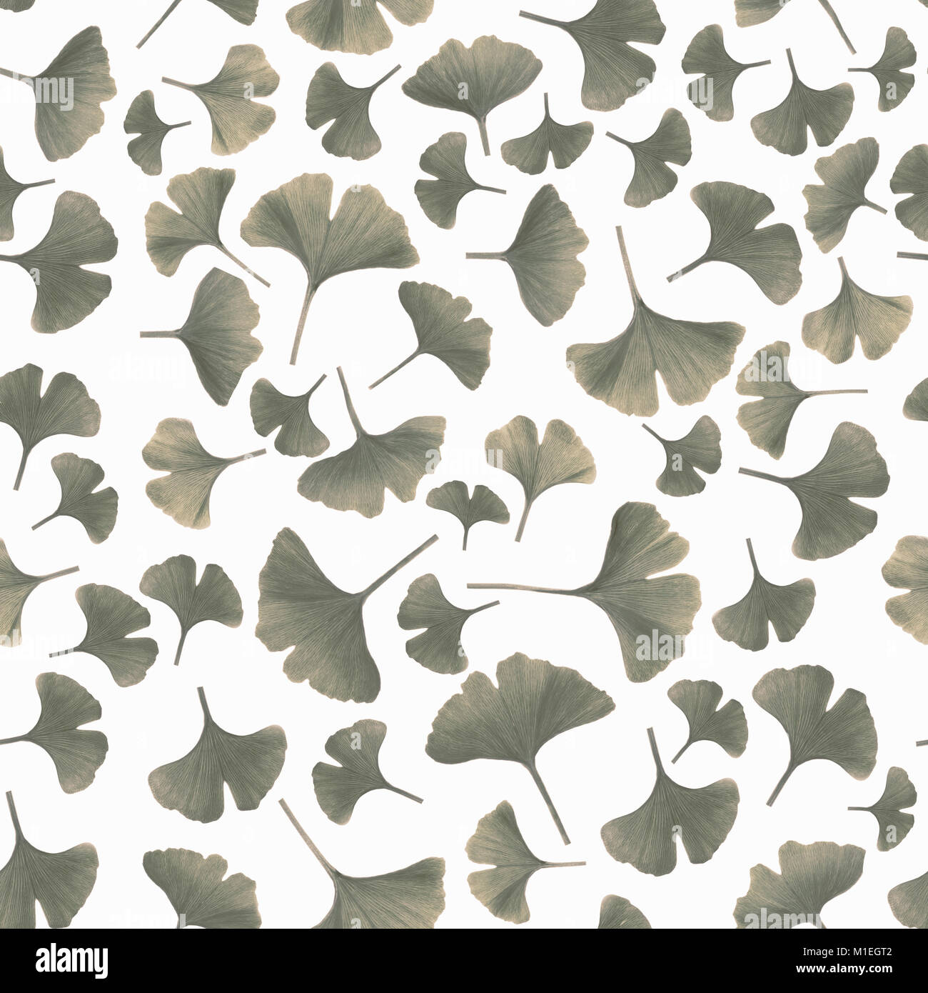 Le gingko feuilles isolées sur fond blanc, image, modèle sans couture Banque D'Images