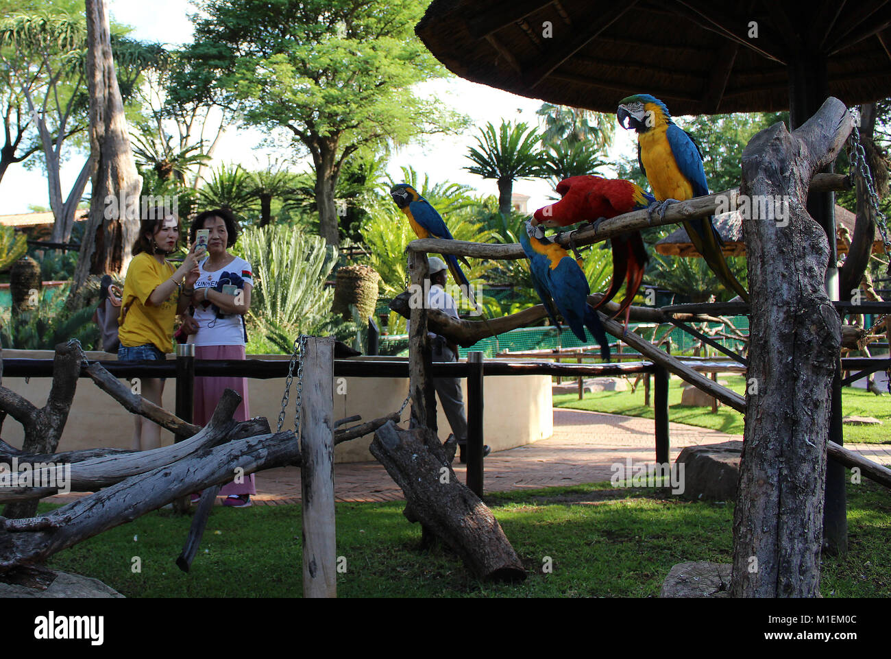 Visiteurs regardant des aras au bird park de Monte Casino, Afrique du Sud Banque D'Images