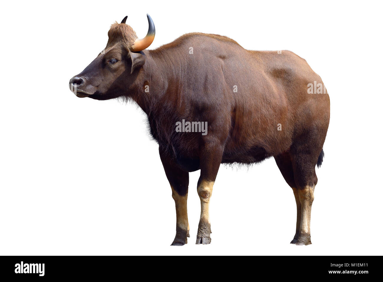 Gaur isolated on white Banque D'Images