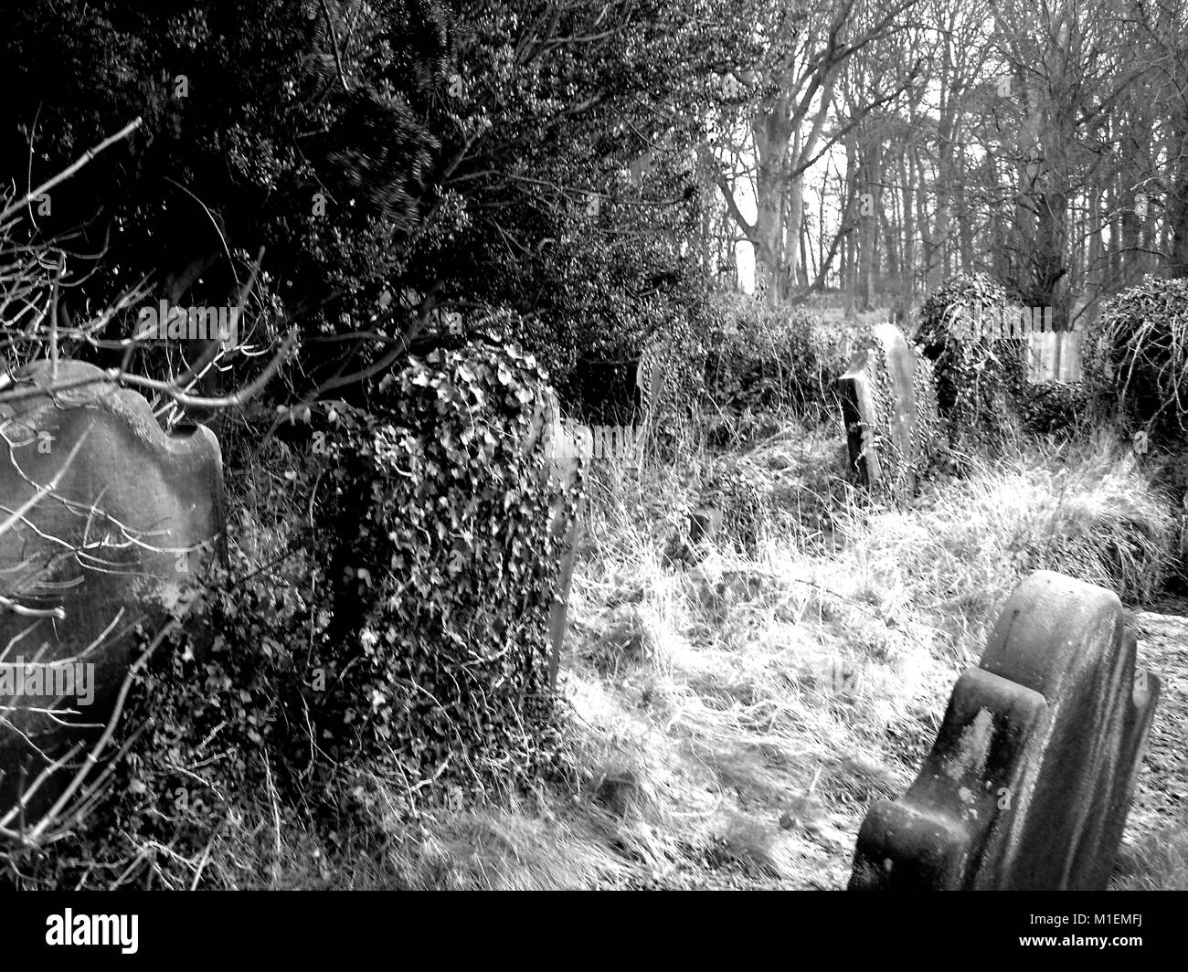 Une vieille photographie montrant des tombes envahies au cimetière du village de Lythe, près de Whitby, North Yorkshire Banque D'Images