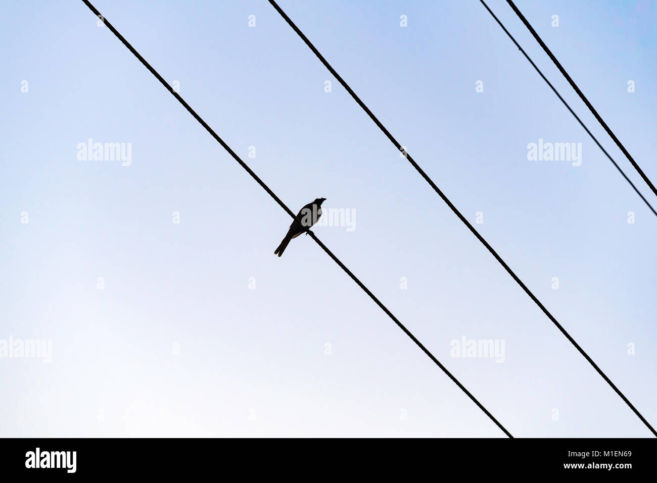 Un peu d'oiseaux ou de Mimosa Red Wattle Bird sur un fil de l'électricité dans le nord du NSW, Australie Banque D'Images