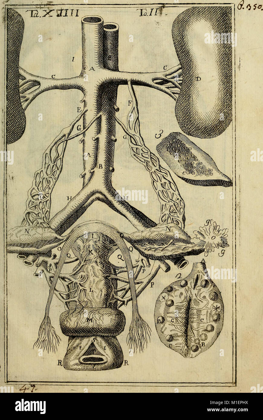 Anatomia chirurgica - efatta ovvero descrizione delle parti del corpo umano, con osservazioni utili a' chirurghi practica della professione nella loro - opera prima publicata dal signor Giovanni (14754366016) Banque D'Images