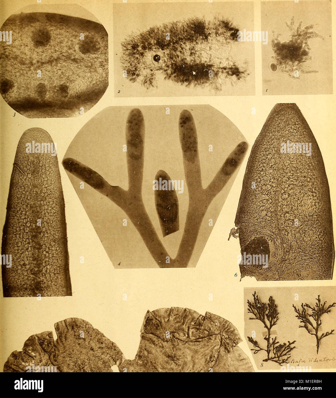 Alghe di l'Australie, la Tasmanie e Nuova Zelanda raccolte dal rev. dott. Giuseppe Capra nel 1908-1909 (1922) (17762401610) Banque D'Images