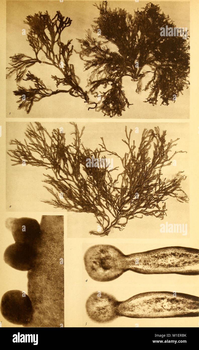 Alghe di l'Australie, la Tasmanie e Nuova Zelanda raccolte dal rev. dott. Giuseppe Capra nel 1908-1909 (1922) (17763685409) Banque D'Images