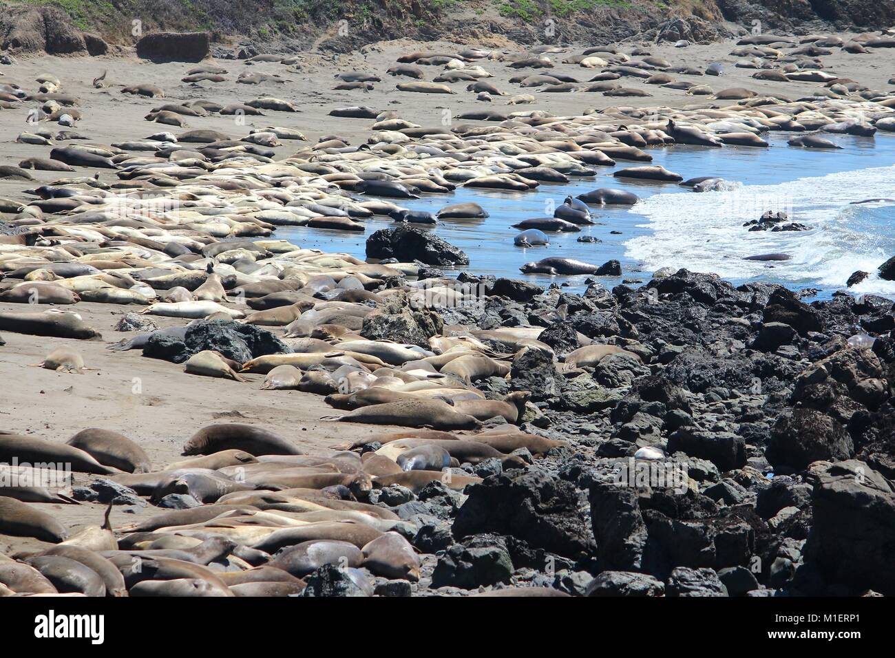 Californie, États-Unis - éléphant de Piedras Blancas rookery près de San Simeon. Banque D'Images