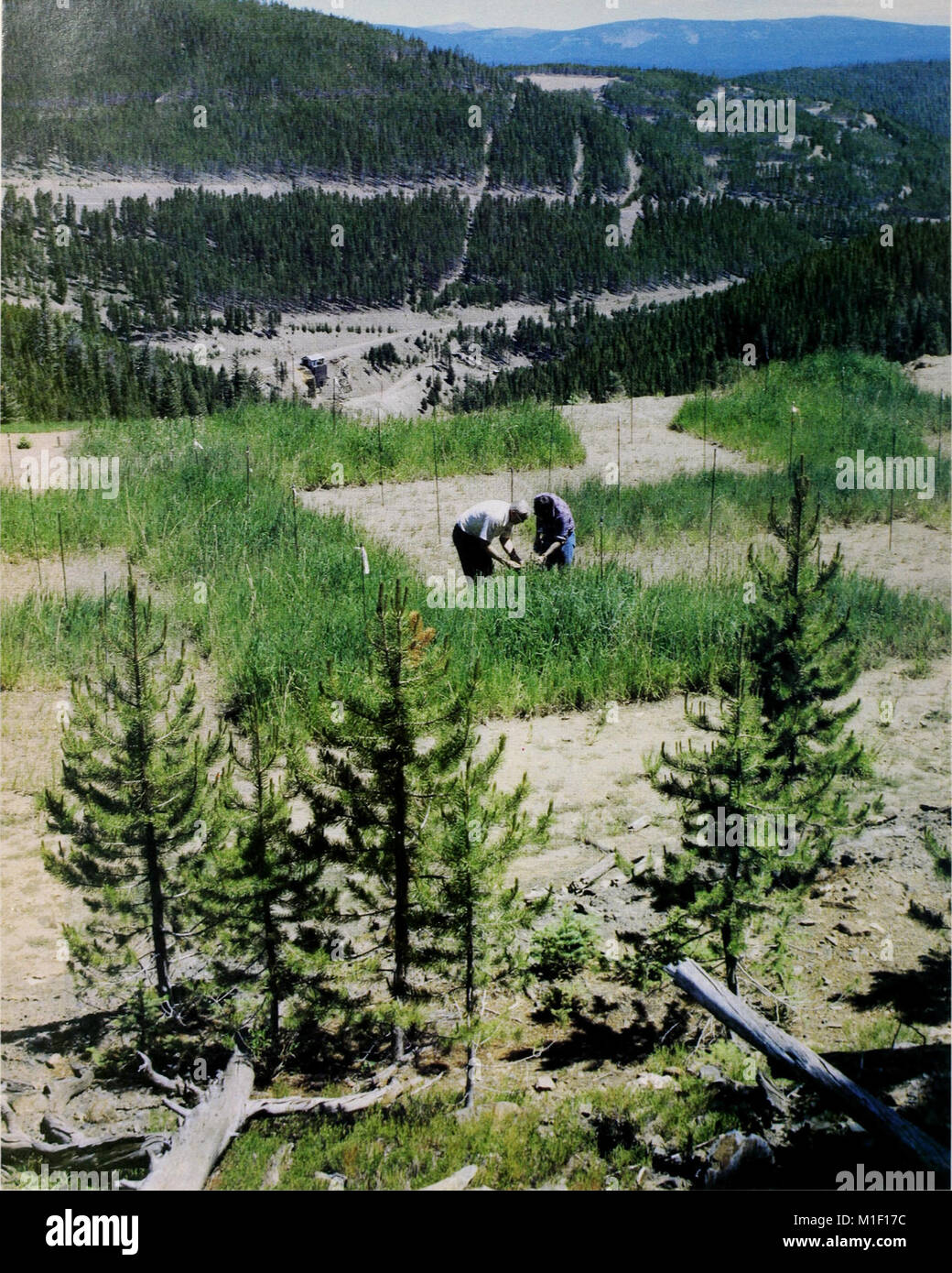 1980-1990 Programme national de recherche pour les forêts et les pâturages. - (1982) (20563970212) Banque D'Images