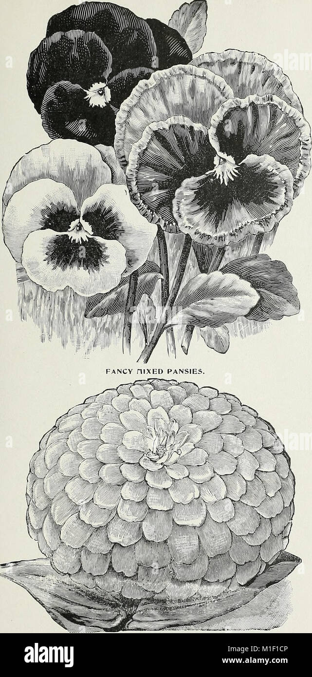 Alfred J. Brown Seed Co. - producteurs, négociants et importateurs (1902) (20537143416) Banque D'Images