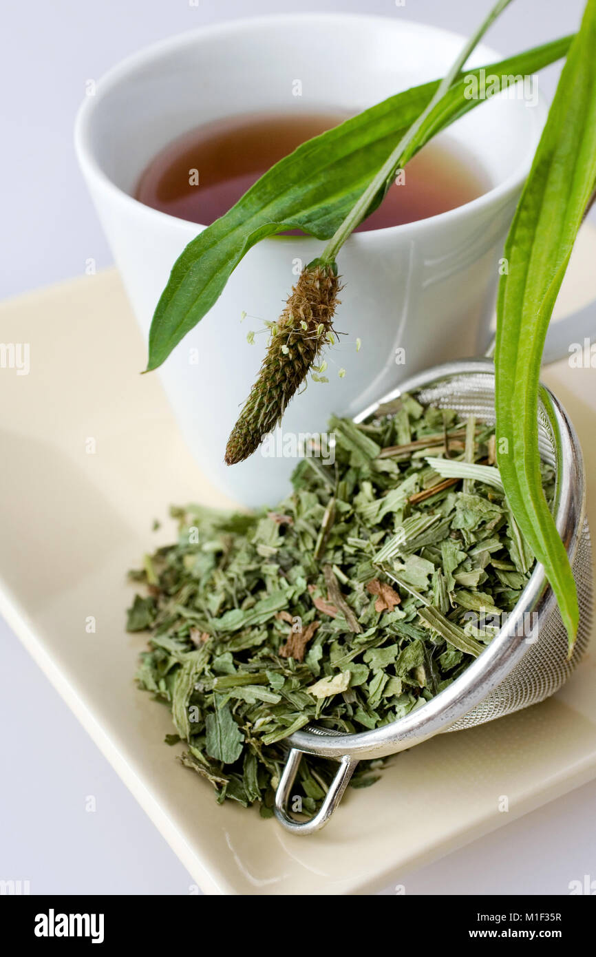Remède fait maison - herbal tea plantain (Plantago lanceolata) sur le fond blanc - soins de santé et de traitement médical Banque D'Images